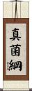 真菌綱 Scroll