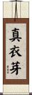 真衣芽 Scroll