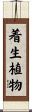 着生植物 Scroll