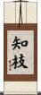 知枝 Scroll