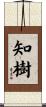 知樹 Scroll