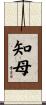 知母 Scroll