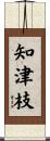 知津枝 Scroll