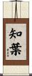知葉 Scroll
