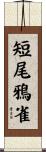 短尾鴉雀 Scroll