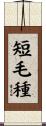 短毛種 Scroll
