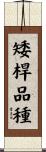 矮桿品種 Scroll