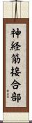神経筋接合部 Scroll