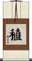 稙 Scroll