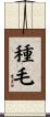 種毛 Scroll