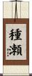 種瀬 Scroll