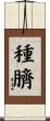 種臍 Scroll