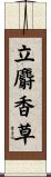 立麝香草 Scroll