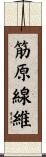 筋原線維 Scroll
