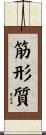 筋形質 Scroll