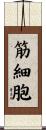 筋細胞 Scroll