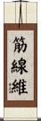 筋線維 Scroll
