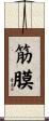 筋膜 Scroll