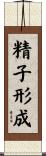 精子形成 Scroll