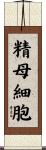 精母細胞 Scroll