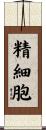 精細胞 Scroll