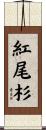紅尾杉 Scroll