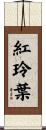 紅玲葉 Scroll