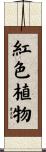紅色植物 Scroll