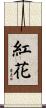 紅花 Scroll