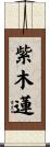 紫木蓮 Scroll