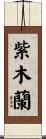 紫木蘭 Scroll