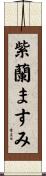 紫蘭ますみ Scroll