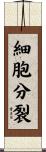 細胞分裂 Scroll