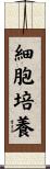 細胞培養 Scroll