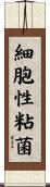 細胞性粘菌 Scroll