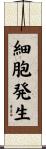 細胞発生 Scroll