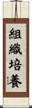 組織培養 Scroll