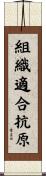 組織適合抗原 Scroll