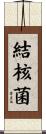 結核菌 Scroll