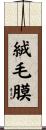 絨毛膜 Scroll
