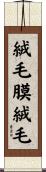 絨毛膜絨毛 Scroll