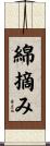 綿摘み Scroll