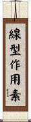 線型作用素 Scroll