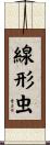 線形虫 Scroll