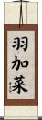 羽加菜 Scroll