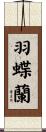 羽蝶蘭 Scroll