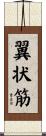 翼状筋 Scroll