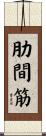 肋間筋 Scroll