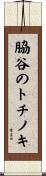 脇谷のトチノキ Scroll