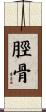 脛骨 Scroll